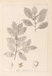 Herbier de la flore française Pl0144 - Louis Antoine Cusin — artwork view