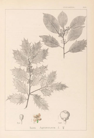 Herbier de la flore française Pl0144 - Louis Antoine Cusin — artwork view