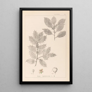 Herbier de la flore française Pl0144 - Louis Antoine Cusin — framed artwork on a wall