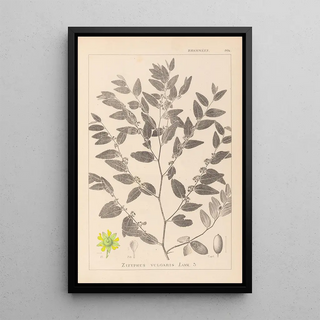 Herbier de la flore française Pl0145 - Louis Antoine Cusin — framed artwork on a wall