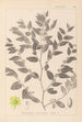 Herbier de la flore française Pl0145 - Louis Antoine Cusin — artwork view