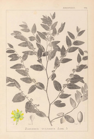 Herbier de la flore française Pl0145 - Louis Antoine Cusin — artwork view