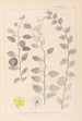 Herbier de la flore française Pl0146 - Louis Antoine Cusin — artwork view