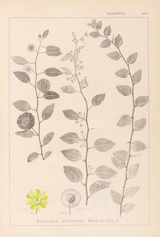 Herbier de la flore française Pl0146 - Louis Antoine Cusin — artwork view