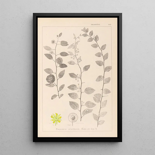 Herbier de la flore française Pl0146 - Louis Antoine Cusin — framed artwork on a wall