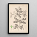 Herbier de la flore française Pl0147 - Louis Antoine Cusin — framed artwork on a wall