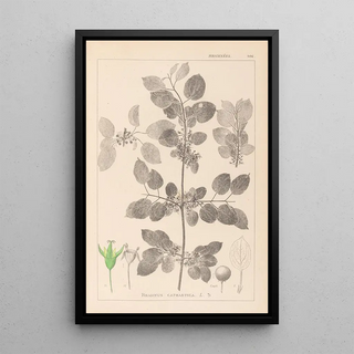 Herbier de la flore française Pl0147 - Louis Antoine Cusin — framed artwork on a wall