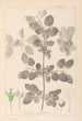 Herbier de la flore française Pl0147 - Louis Antoine Cusin — artwork view