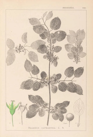 Herbier de la flore française Pl0147 - Louis Antoine Cusin — artwork view