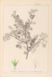 Herbier de la flore française Pl0148 - Louis Antoine Cusin — artwork view