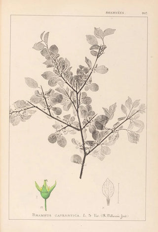 Herbier de la flore française Pl0148 - Louis Antoine Cusin — artwork view
