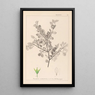 Herbier de la flore française Pl0148 - Louis Antoine Cusin — framed artwork on a wall