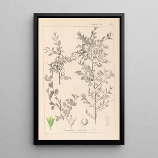 Herbier de la flore française Pl0149 - Louis Antoine Cusin — framed artwork on a wall