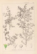 Herbier de la flore française Pl0149 - Louis Antoine Cusin — artwork view