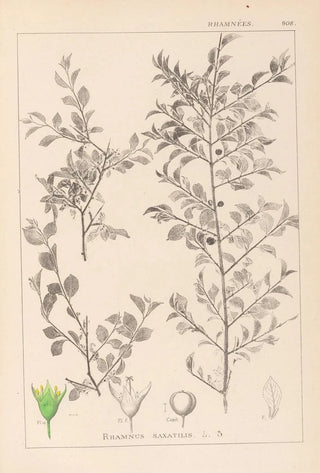 Herbier de la flore française Pl0149 - Louis Antoine Cusin — artwork view