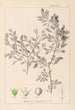 Herbier de la flore française Pl0150 - Louis Antoine Cusin — artwork view