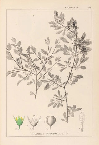 Herbier de la flore française Pl0150 - Louis Antoine Cusin — artwork view