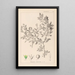 Herbier de la flore française Pl0150 - Louis Antoine Cusin — framed artwork on a wall