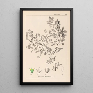 Herbier de la flore française Pl0150 - Louis Antoine Cusin — framed artwork on a wall