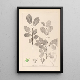 Herbier de la flore française Pl0151 - Louis Antoine Cusin — framed artwork on a wall