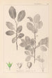 Herbier de la flore française Pl0151 - Louis Antoine Cusin — artwork view