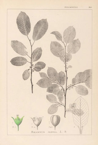 Herbier de la flore française Pl0151 - Louis Antoine Cusin — artwork view