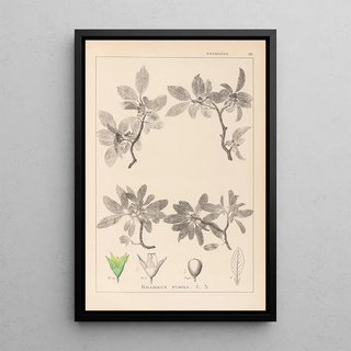 Herbier de la flore française Pl0152 - Louis Antoine Cusin — framed artwork on a wall