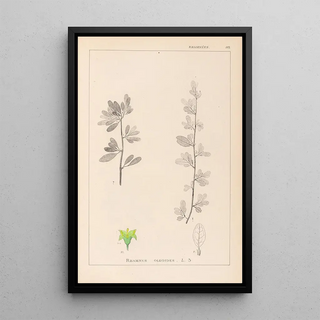 Herbier de la flore française Pl0153 - Louis Antoine Cusin — framed artwork on a wall