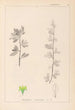 Herbier de la flore française Pl0153 - Louis Antoine Cusin — artwork view