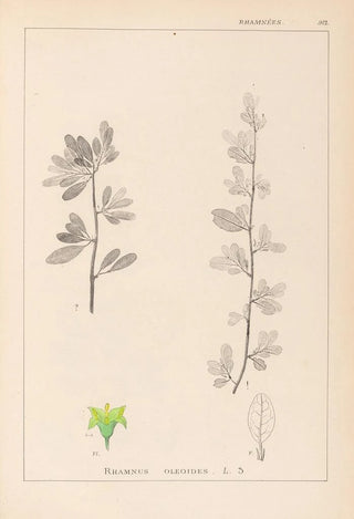 Herbier de la flore française Pl0153 - Louis Antoine Cusin — artwork view
