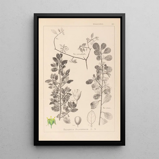 Herbier de la flore française Pl0154 - Louis Antoine Cusin — framed artwork on a wall