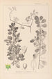 Herbier de la flore française Pl0154 - Louis Antoine Cusin — artwork view