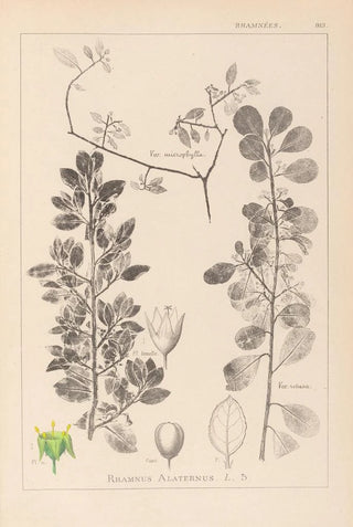 Herbier de la flore française Pl0154 - Louis Antoine Cusin — artwork view