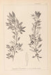 Herbier de la flore française Pl0155 - Louis Antoine Cusin — artwork view