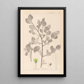 Herbier de la flore française Pl0156 - Louis Antoine Cusin — framed artwork on a wall