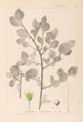 Herbier de la flore française Pl0156 - Louis Antoine Cusin — artwork view
