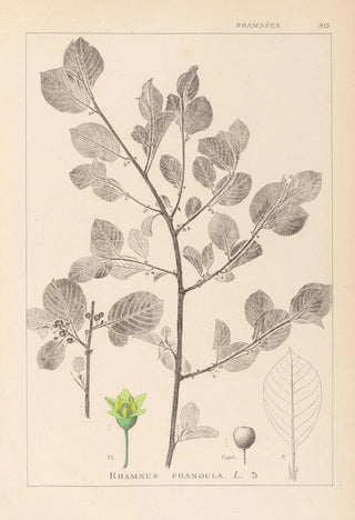 Herbier de la flore française Pl0156 - Louis Antoine Cusin — artwork view