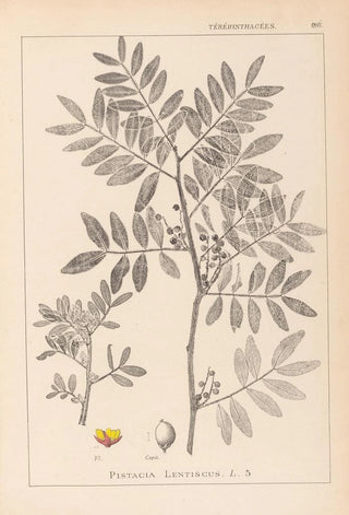 Herbier de la flore française Pl0157 - Louis Antoine Cusin — artwork view