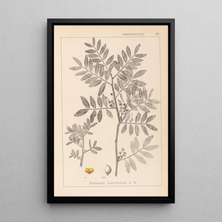 Herbier de la flore française Pl0157 - Louis Antoine Cusin — framed artwork on a wall