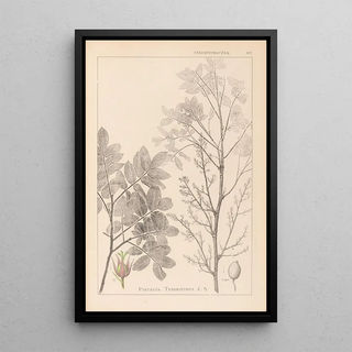 Herbier de la flore française Pl0158 - Louis Antoine Cusin — framed artwork on a wall