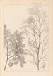 Herbier de la flore française Pl0158 - Louis Antoine Cusin — artwork view