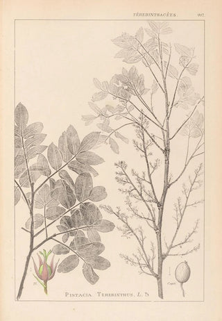 Herbier de la flore française Pl0158 - Louis Antoine Cusin — artwork view