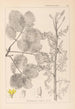 Herbier de la flore française Pl0159 - Louis Antoine Cusin — artwork view
