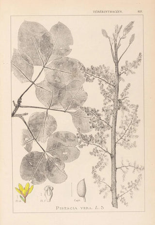 Herbier de la flore française Pl0159 - Louis Antoine Cusin — artwork view