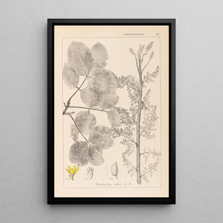 Herbier de la flore française Pl0159 - Louis Antoine Cusin — framed artwork on a wall