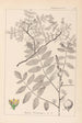 Herbier de la flore française Pl0160 - Louis Antoine Cusin — artwork view