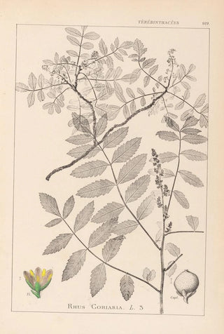Herbier de la flore française Pl0160 - Louis Antoine Cusin — artwork view