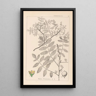 Herbier de la flore française Pl0160 - Louis Antoine Cusin — framed artwork on a wall