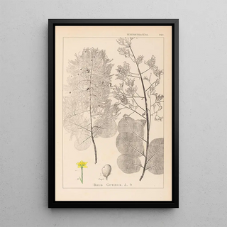 Herbier de la flore française Pl0161 - Louis Antoine Cusin — framed artwork on a wall