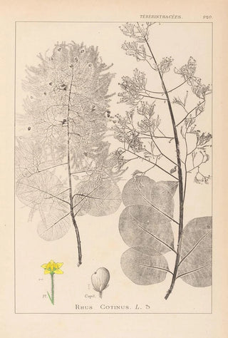 Herbier de la flore française Pl0161 - Louis Antoine Cusin — artwork view